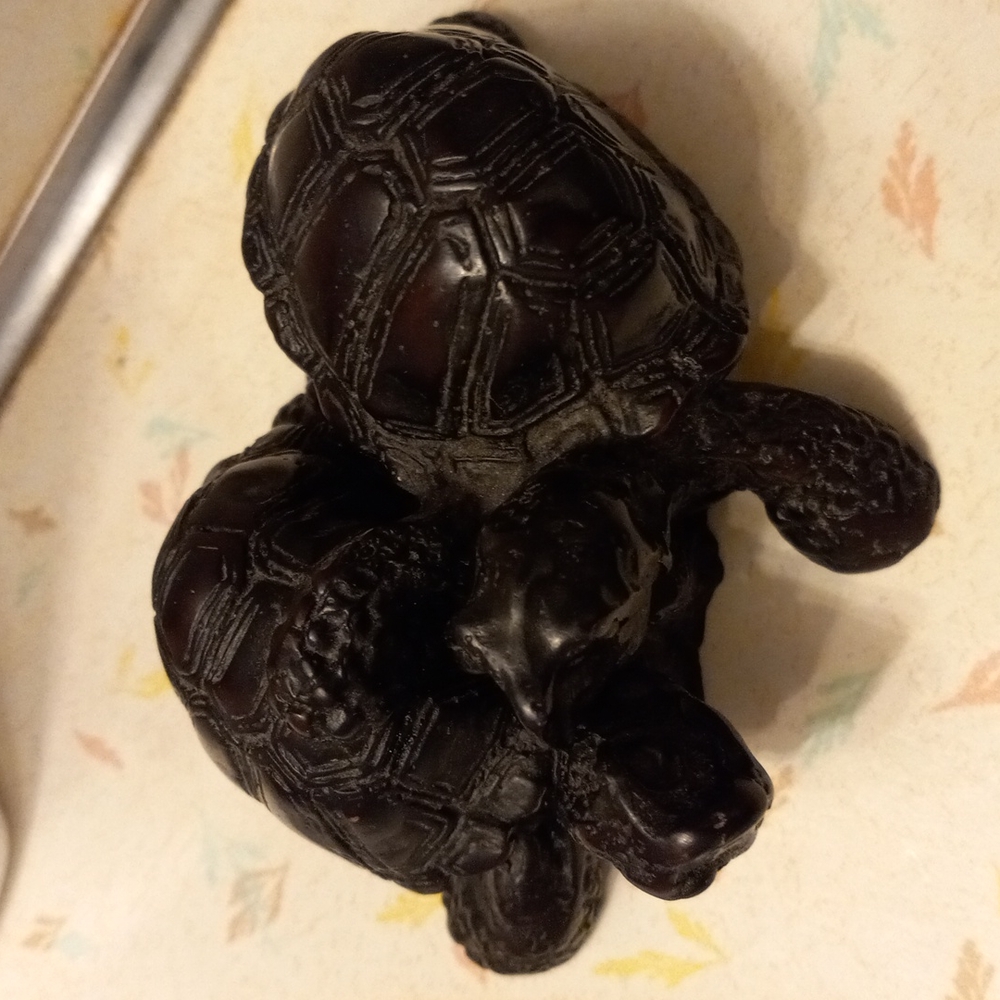 Wood turtles - Picture 1 of 3